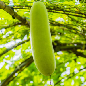 Ash Gourd
