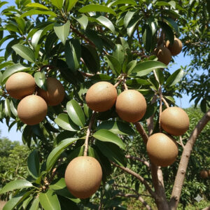 Chikoo (Sapota)