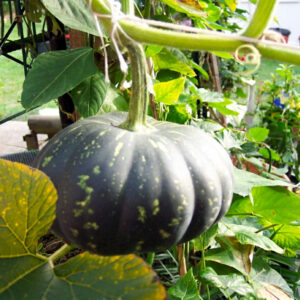 Pumpkin
